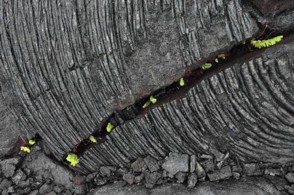 As primeiras plantas a colonizarem o campo de lava (Volcanoes National Park, em Volcano, na Big Island, no Havaí)
